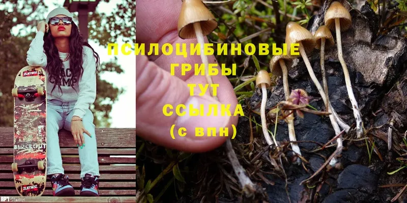 Псилоцибиновые грибы Magic Shrooms  Карабаново 